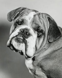English Bulldog Poster Print - Head Tilted Art for Home Decor