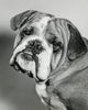 English Bulldog Poster Print - Head Tilted Art for Home Decor