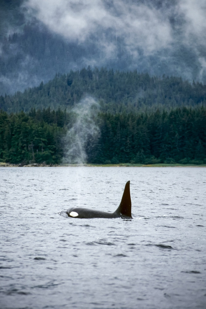 Orca Whale Swimming Southeast Alaska Fine Art Print by Tom Soucek