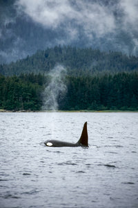 Orca Whale Swimming Southeast Alaska Fine Art Print by Tom Soucek