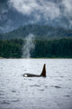 Orca Whale Swimming Southeast Alaska Fine Art Print by Tom Soucek