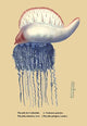 The Deadly Portuguese Man-O-War Jellyfish Fine Art Print