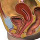 Female Reproductive System Poster Print - Sagittal View by Hank Grebe