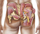 Anatomy of the Gluteal Muscles Fine Art Print
