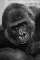 Close-Up of a Western Lowland Gorilla Fine Art Print by Nick Dale