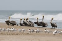 Brown Pelicans and Elegant Terns on the Beach Fine Art Print by Ken Archer