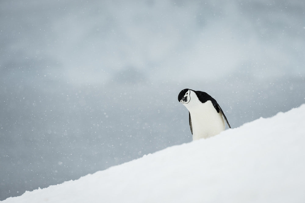 Chinstrap Penguin Poster Print by Deb Garside | Half Moon Island, Antarctica