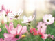 Pink Flowers in Meadow Fine Art Print by Panoramic Images