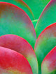 USA, Oregon Kalanchoe Succulent Plant Fine Art Print by Jaynes Gallery