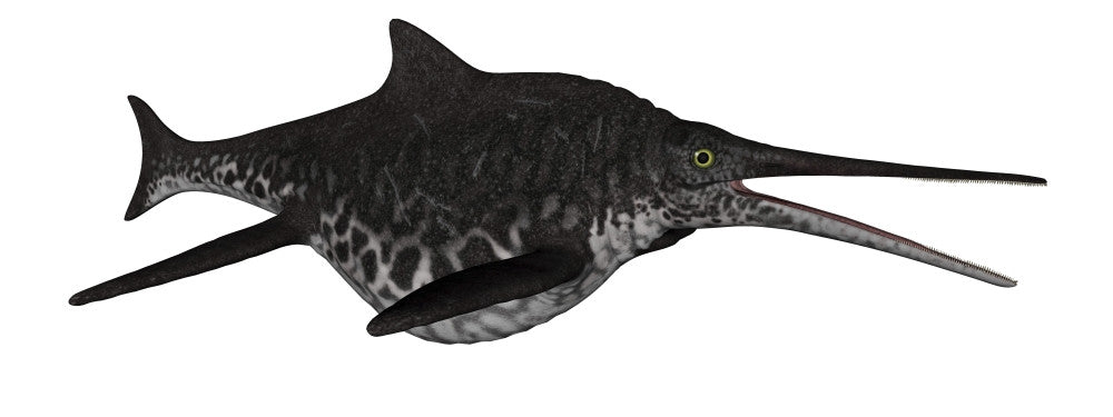 Shonisaurus Marine Reptile Fish Fine Art Print - Isolated on White