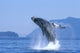 Humpback Whale Breaching in Alaska's Inside Passage Fine Art Print