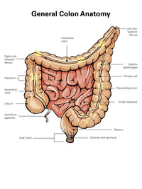 General Colon Anatomy Poster Print with Labels by Stocktrek Images