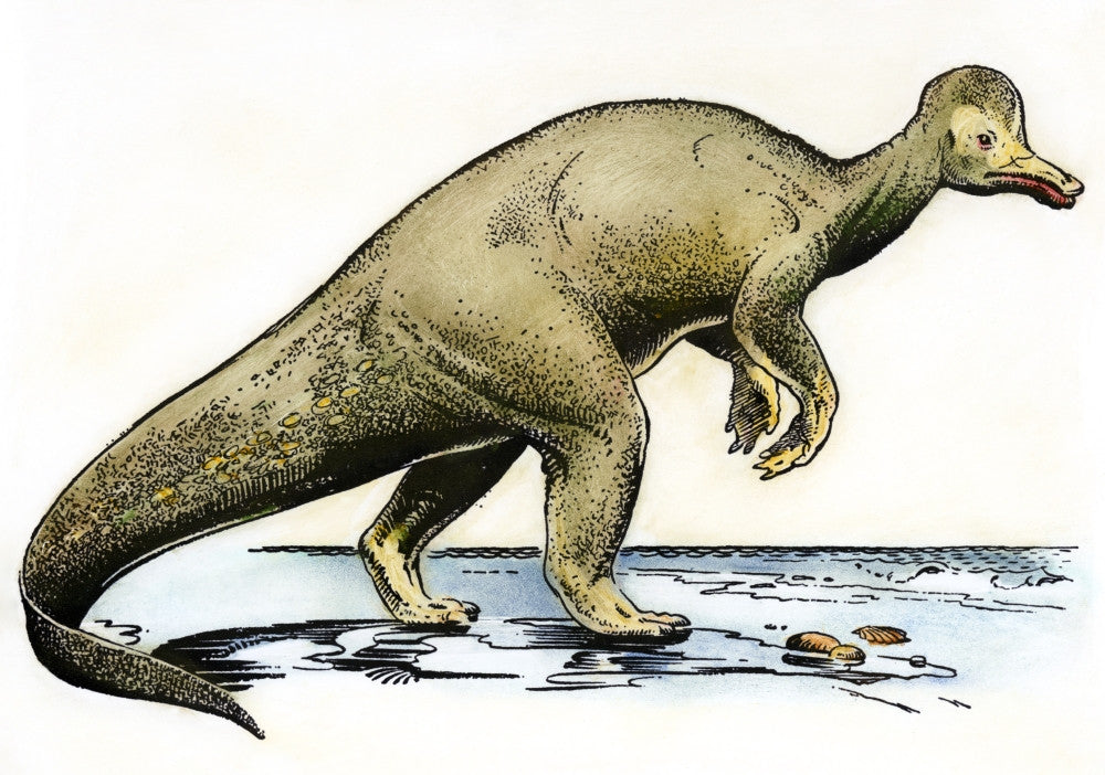 Corythosaurus Dinosaur Fine Art Print by Granger Collection