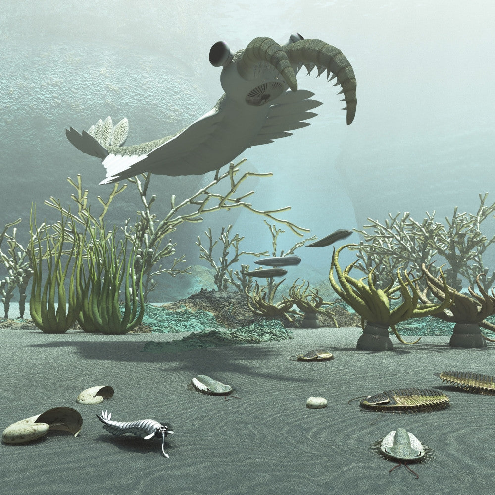 Cambrian Period Animals and Floral Life Poster Print from Burgess Shale