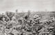 Sleepless Mafeking: Trenches of the Second Boer War Fine Art Print
