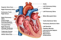 Anatomy of Heart Interior Frontal Section Fine Art Print