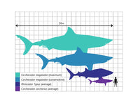 Shark Size Comparison Fine Art Print by Gwen Shockey