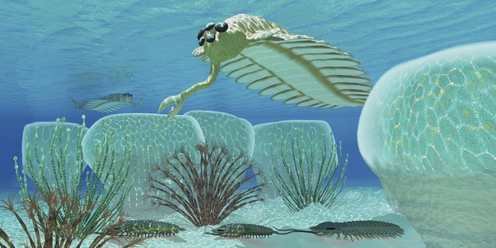 Trilobites Hiding from Opabinia Fine Art Print by Corey Ford