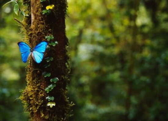 Blue Morpho Butterfly Poster Print from Costa Rica by Panoramic Images