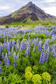 Wild Lupin Flowers with Volcanic Mountain Poster Print by Alanna Dumonceaux