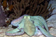 Caribbean Reef Octopus in the Caribbean Sea Fine Art Print by VWPics