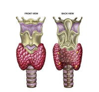Anatomy of Thyroid Gland with Larynx & Cartilage Fine Art Print