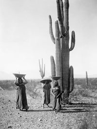 Maricopa Women Gathering Saguaro Cactus Fruit Fine Art Print by Edward S. Curtis