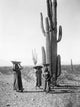 Maricopa Women Gathering Saguaro Cactus Fruit Fine Art Print by Edward S. Curtis
