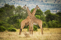 Two Masai Giraffes Crossing Necks in Serengeti Art Print by Nick Dale