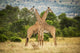 Two Masai Giraffes Crossing Necks in Serengeti Art Print by Nick Dale