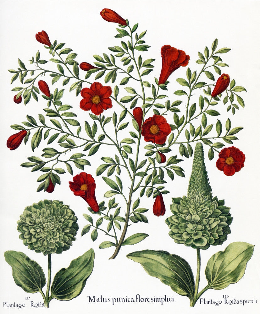Hortus Eystettensis Botanical Engraving Print by Basilius Besler