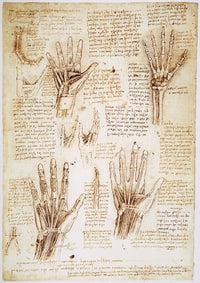 Leonardo Da Vinci Human Hand Studies Fine Art Print