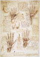 Leonardo Da Vinci Human Hand Studies Fine Art Print