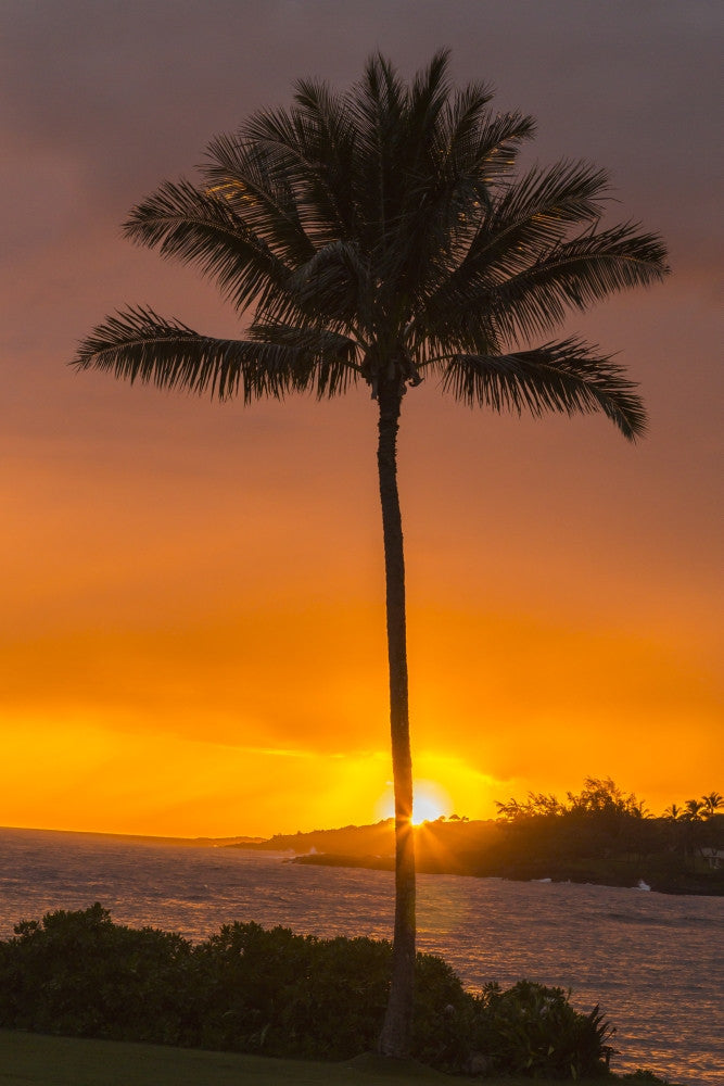 Palm Tree at Sunset Fine Art Print - Kauai, Hawaii by Jaynes Gallery