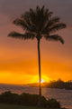 Palm Tree at Sunset Fine Art Print - Kauai, Hawaii by Jaynes Gallery