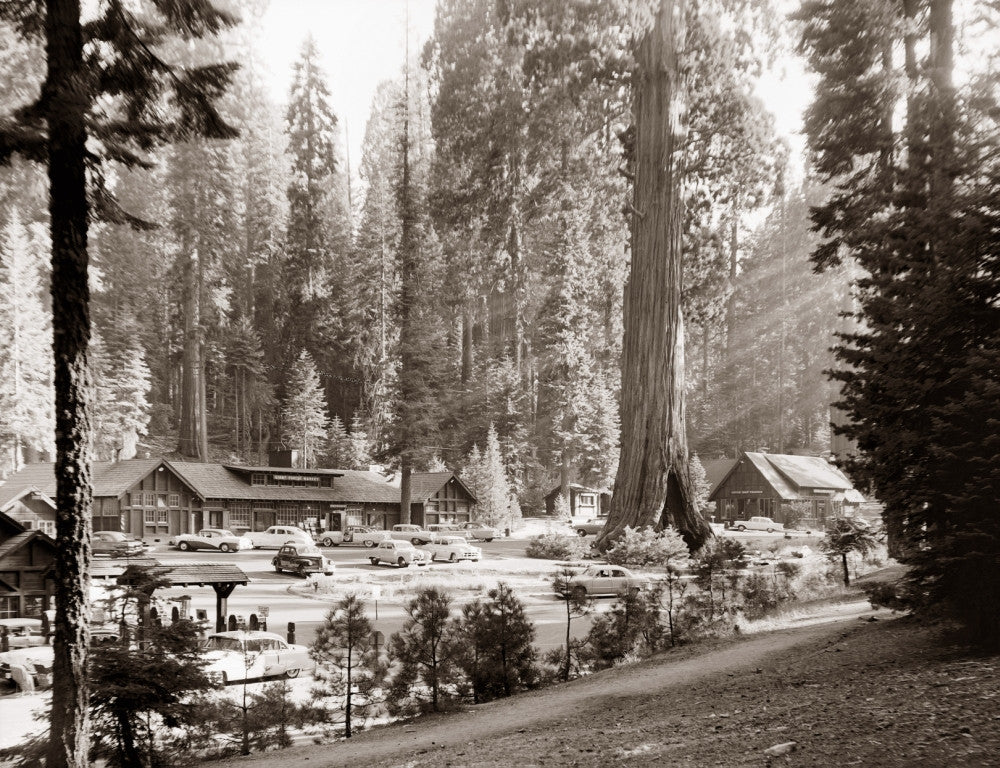 Giant Forest Village and Sentinel Tree in Sequoia National Park Photograph by Granger Collection