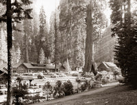Giant Forest Village and Sentinel Tree in Sequoia National Park Photograph by Granger Collection
