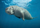 Dugong (Dugong dugon) Fine Art Print from Victoria, Australia by VWPics