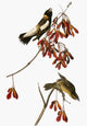 Audubon: Bobolink Fine Art Print - Engraving from 'Birds of America'