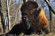 A Buffalo Resting Fine Art Print - Available in Multiple Sizes