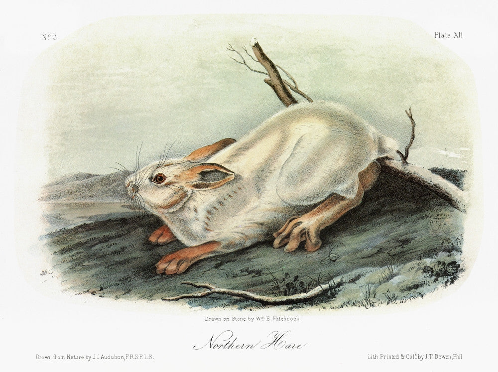 Audubon Northern Snowshoe Hare Fine Art Print - Lithograph