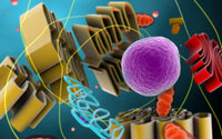 Microscopic View of Animal Cell Nucleus Fine Art Print