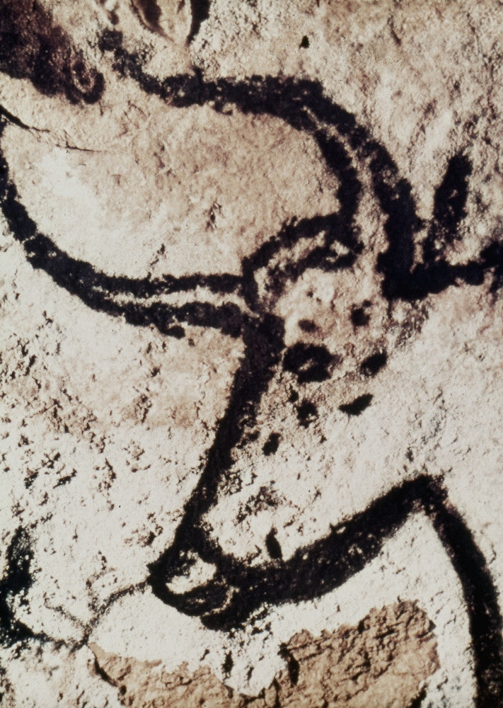Cave Art: Bull Head from Lascaux Cave Fine Art Print