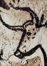 Cave Art: Bull Head from Lascaux Cave Fine Art Print