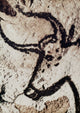 Cave Art: Bull Head from Lascaux Cave Fine Art Print