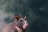 Close-Up of a Skinny Pig Fine Art Print by Panoramic Images