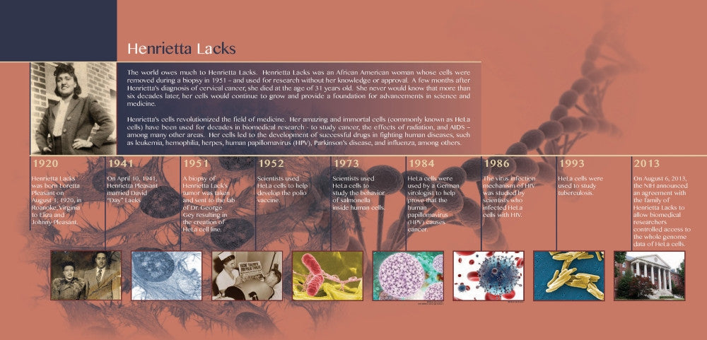 HeLa Timeline Infographic Poster Print by Science Source