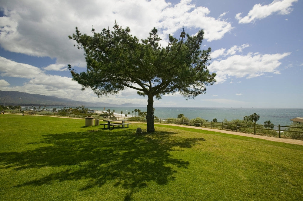 Windblown Tree Fine Art Print at Santa Barbara City College by Panoramic Images