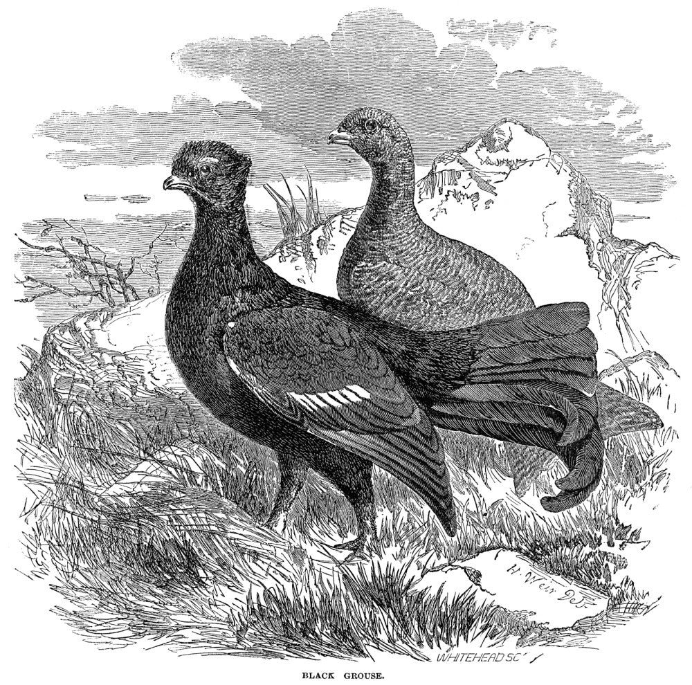 Black Grouse Wood Engraving Fine Art Print by Granger Collection