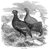 Black Grouse Wood Engraving Fine Art Print by Granger Collection